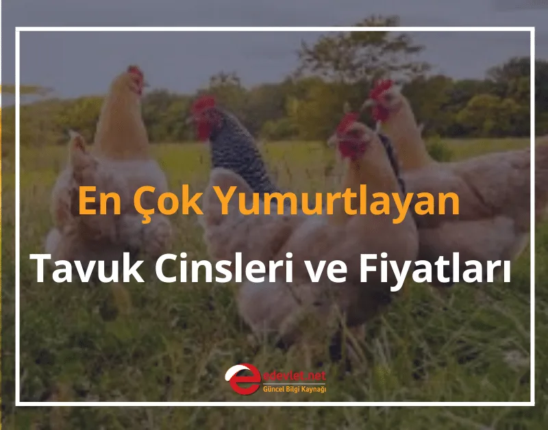 En Çok Yumurtlayan Tavuk Cinsleri 2025